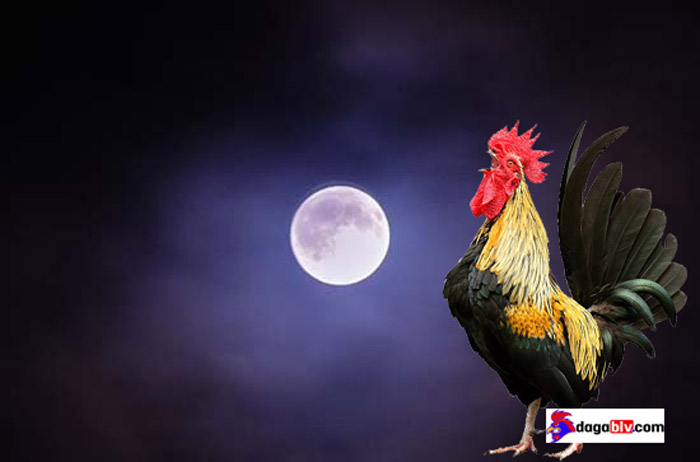Tiếng gà gáy lúc 9h đêm