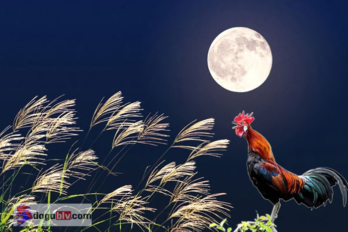 gà gáy lúc 23 giờ đêm