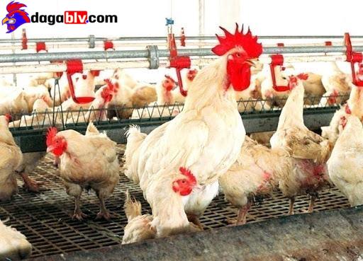 Gà Hubbard - Giống Gà Mỹ Siêu Thịt Được Ưa Thích Nhất 4 Gà Hubbard - Giống Gà Mỹ Siêu Thịt Được Ưa Thích Nhất Cách nuôi gà Hubbard có lợi nhuận cao