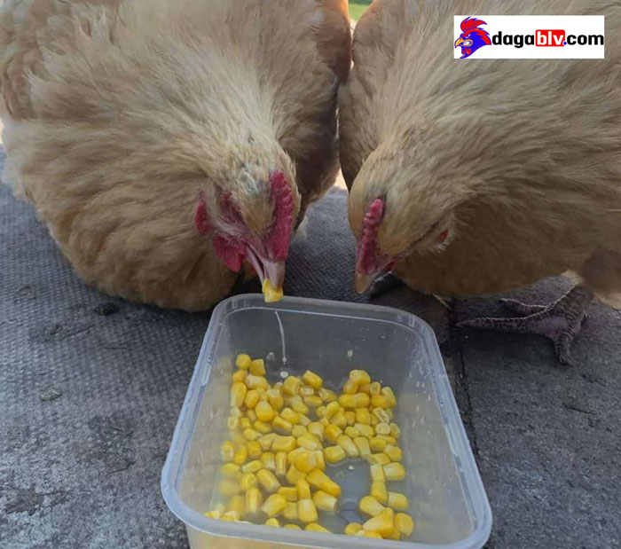 cách nuôi giống gà orpington