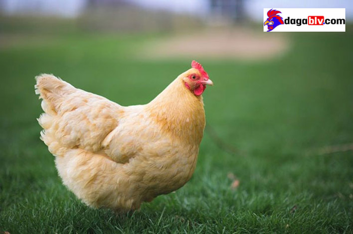 giống gà buff orpington nổi tiếng