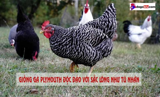 gà plymouth