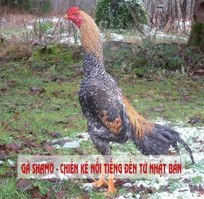 gà shamo