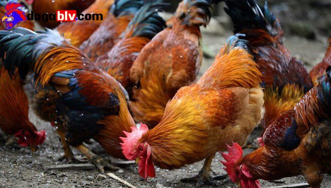 Đặc điểm của giống gà tam hoàng