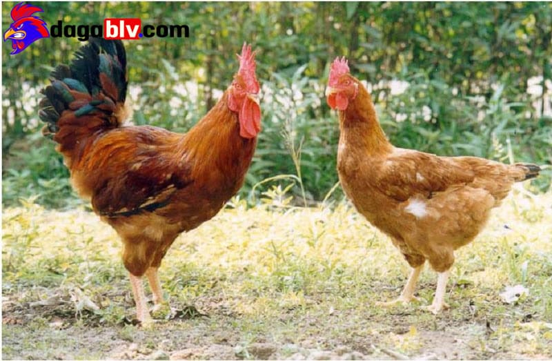 Đặc Điểm Của Giống Gà Tàu Vàng Thịt Chắc, Thơm Ngon 4 Đặc Điểm Của Giống Gà Tàu Vàng Thịt Chắc, Thơm Ngon Con giống gà tàu vàng