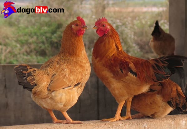Đặc Điểm Của Giống Gà Tàu Vàng Thịt Chắc, Thơm Ngon 2 Đặc Điểm Của Giống Gà Tàu Vàng Thịt Chắc, Thơm Ngon Đặc điểm gà Tàu Vàng