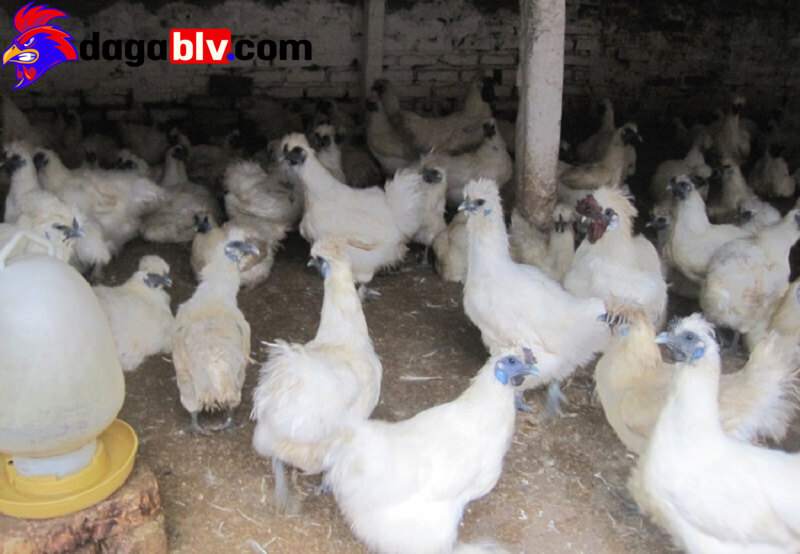 Chuồng trại chăn nuôi gà