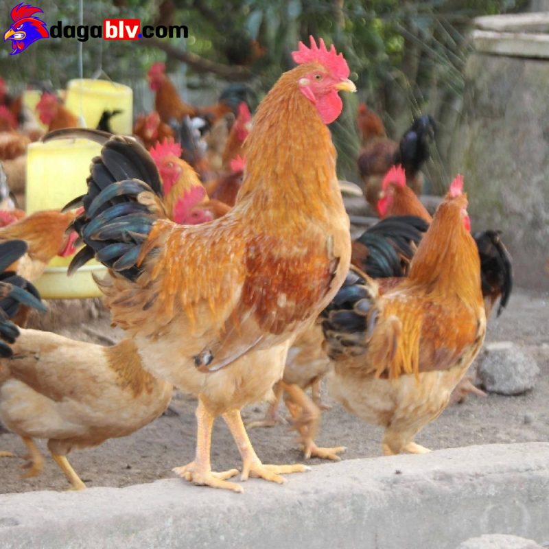 Đặc Điểm Của Giống Gà Tàu Vàng Thịt Chắc, Thơm Ngon 3 Đặc Điểm Của Giống Gà Tàu Vàng Thịt Chắc, Thơm Ngon Giá gà tàu vàng hiện nay