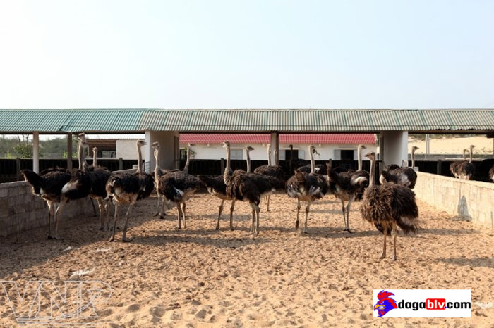 Trang trại nuôi đà điểu ở Hải Dương