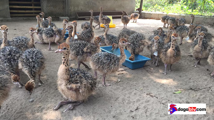đà điểu con
