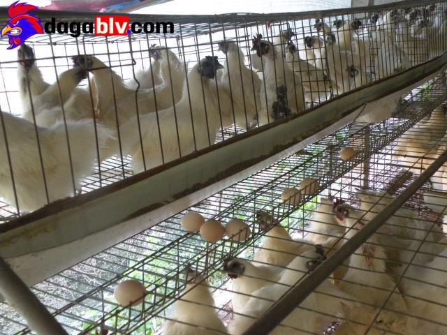 Kỹ thuật nuôi gà ác lấy trứng