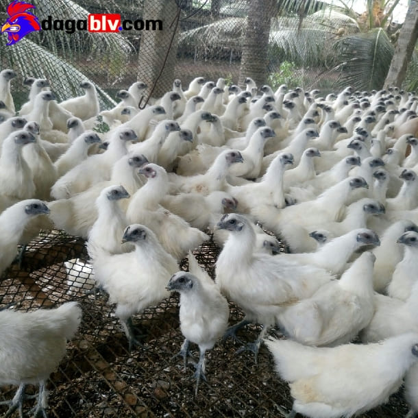 Đối với gà ác con dưới 9 tuần tuổi