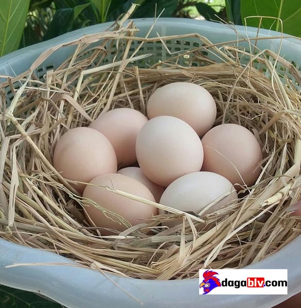 Những loại ổ gà đẻ thông minh hiện đại kích thích gà đẻ nhiều 2 Những loại ổ gà đẻ thông minh hiện đại kích thích gà đẻ nhiều Rổ cho gà đẻ