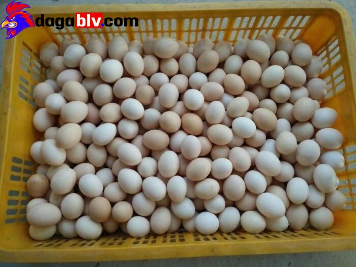 Giai đoạn nuôi gà ác lấy trứng
