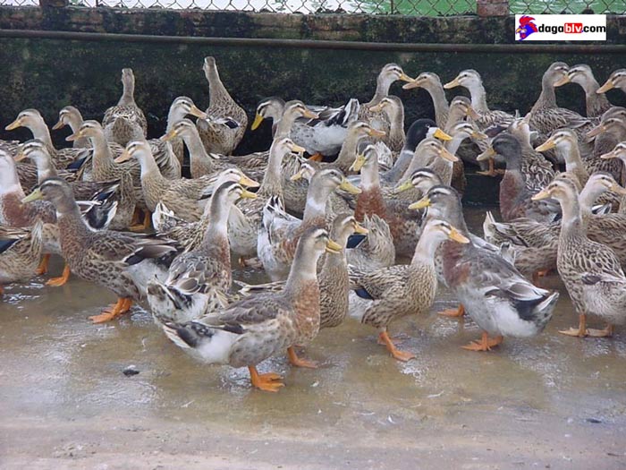 hướng sản xuất của vịt bầu
