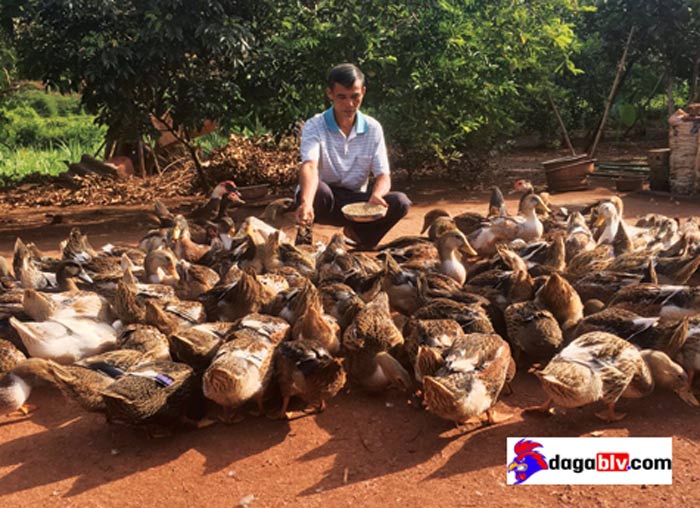Hình ảnh vịt bầu