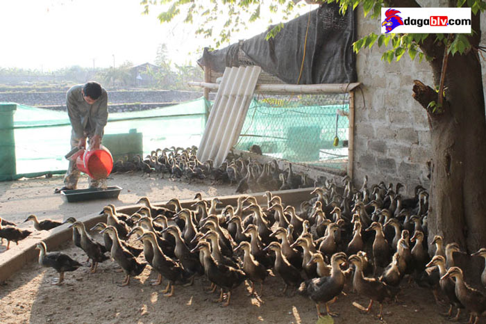 Vịt bầu nuôi để lấy gì