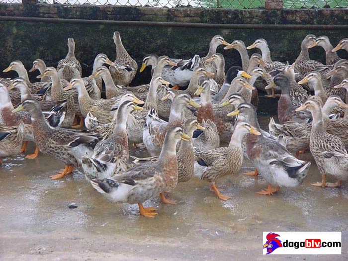 Vịt bầu biển - Giống vịt đầu tiên tại Việt Nam có thể nuôi ở vùng nước mặn 2 Vịt bầu biển - Giống vịt đầu tiên tại Việt Nam có thể nuôi ở vùng nước mặn vịt biển