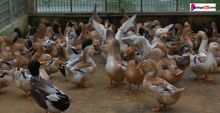 Vịt bầu biển - Giống vịt đầu tiên tại Việt Nam có thể nuôi ở vùng nước mặn 1 Vịt bầu biển - Giống vịt đầu tiên tại Việt Nam có thể nuôi ở vùng nước mặn vịt bầu biển