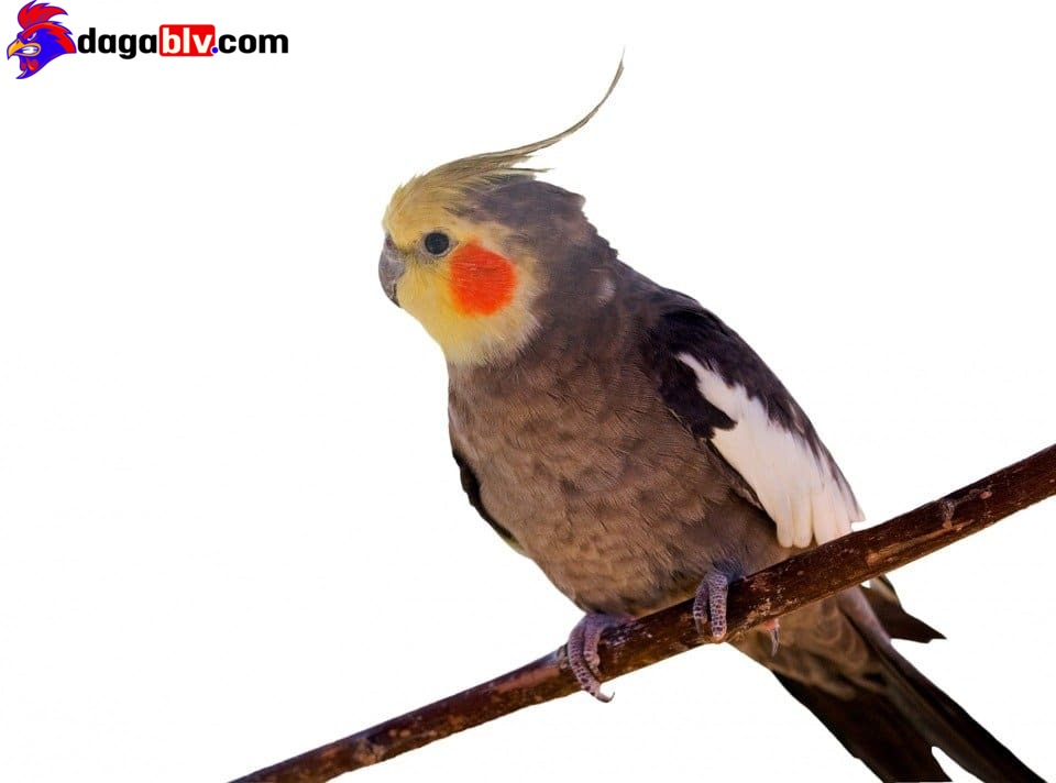 Kỹ thuật chăm sóc và nuôi vẹt Mã Lai