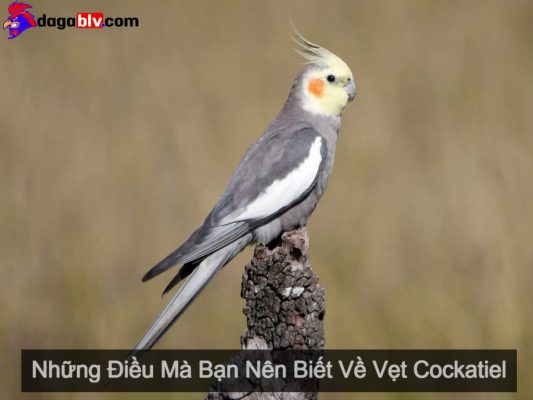 Vẹt Cockatiel