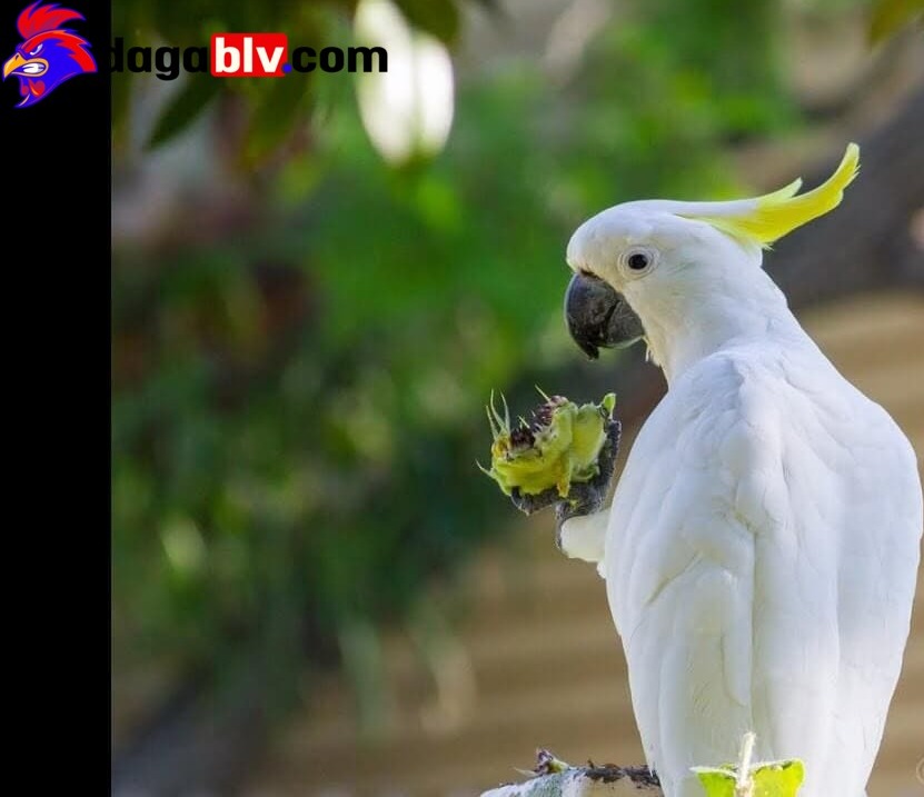 Tình hình sức khỏe của vẹt mào Cockatoo