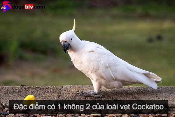 Vẹt Cockatoo