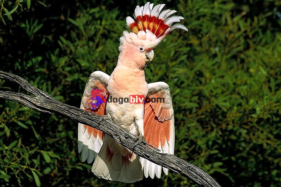 Kỹ thuật nuôi và săn sóc vẹt mào Cockatoo