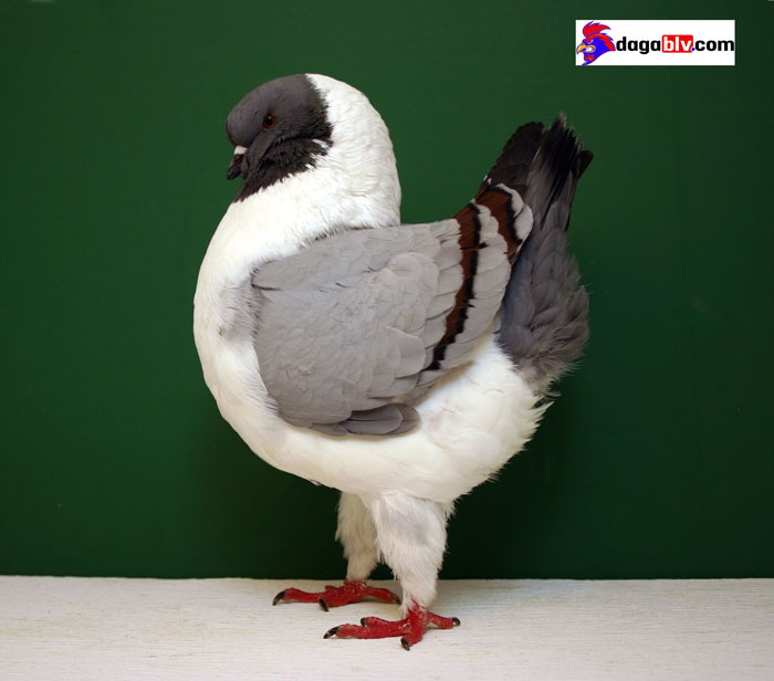 bồ câu gà banh bồ câu gà banh