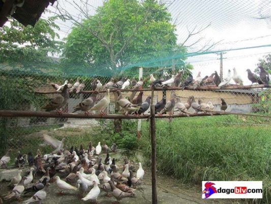 cách làm chuồng nuôi bồ câu đơn giản