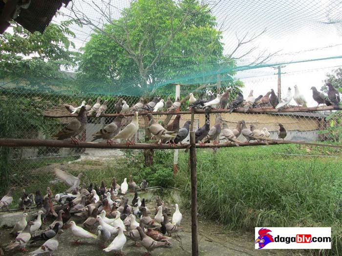 cách làm chuồng nuôi bồ câu đơn giản