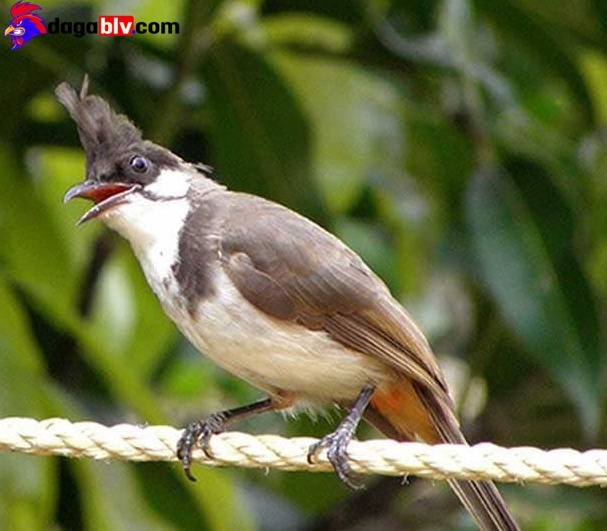 Chào Mào Má Trắng - Tiết Lộ Cách Chăm Sóc Và Huấn Luyện Chào Mào Hiệu Quả Nhất 7 Chào Mào Má Trắng - Tiết Lộ Cách Chăm Sóc Và Huấn Luyện Chào Mào Hiệu Quả Nhất Tật xấu của chim chào mào tơ