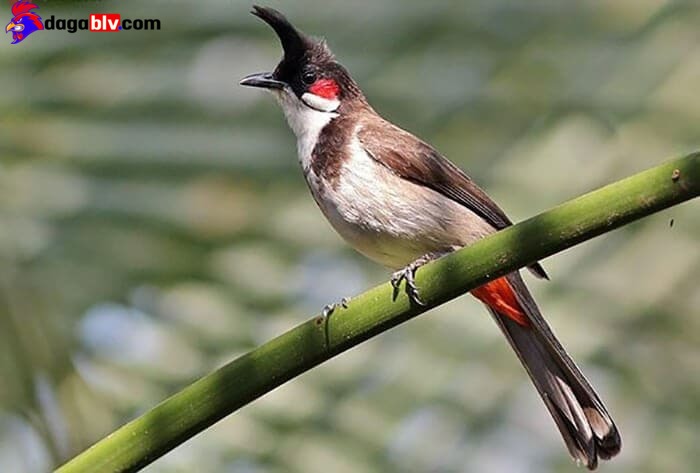 Chào Mào Má Trắng - Tiết Lộ Cách Chăm Sóc Và Huấn Luyện Chào Mào Hiệu Quả Nhất 6 Chào Mào Má Trắng - Tiết Lộ Cách Chăm Sóc Và Huấn Luyện Chào Mào Hiệu Quả Nhất Huấn luyện giọng cho chim chào mào