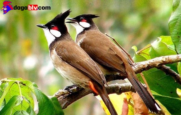Chào Mào Má Trắng - Tiết Lộ Cách Chăm Sóc Và Huấn Luyện Chào Mào Hiệu Quả Nhất 3 Chào Mào Má Trắng - Tiết Lộ Cách Chăm Sóc Và Huấn Luyện Chào Mào Hiệu Quả Nhất Tập tính sinh sản của chào mào má trắng