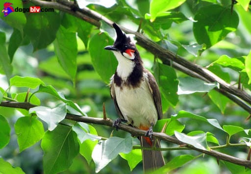 Chào Mào Má Trắng - Tiết Lộ Cách Chăm Sóc Và Huấn Luyện Chào Mào Hiệu Quả Nhất 4 Chào Mào Má Trắng - Tiết Lộ Cách Chăm Sóc Và Huấn Luyện Chào Mào Hiệu Quả Nhất Thức ăn cho chào mào má trắng là gí?