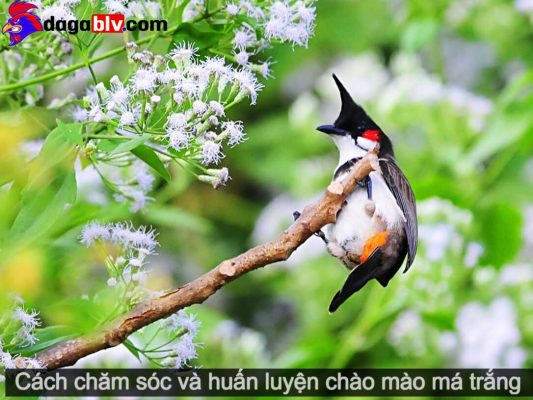Chào Mào Má Trắng