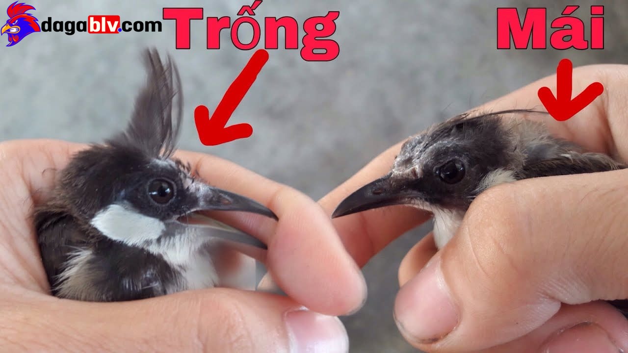Chào Mào Má Trắng - Tiết Lộ Cách Chăm Sóc Và Huấn Luyện Chào Mào Hiệu Quả Nhất 5 Chào Mào Má Trắng - Tiết Lộ Cách Chăm Sóc Và Huấn Luyện Chào Mào Hiệu Quả Nhất Phân biệt chào mào trống và chào mào mái