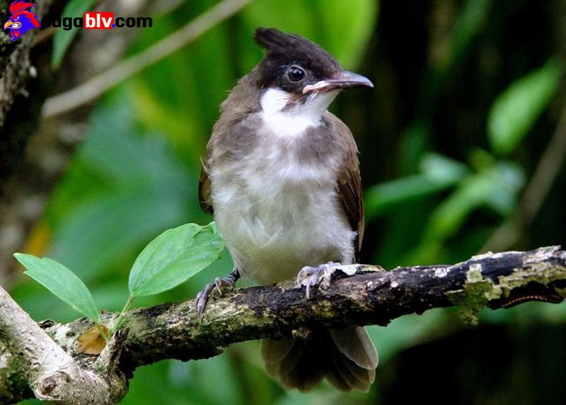 Chào Mào Má Trắng - Tiết Lộ Cách Chăm Sóc Và Huấn Luyện Chào Mào Hiệu Quả Nhất 8 Chào Mào Má Trắng - Tiết Lộ Cách Chăm Sóc Và Huấn Luyện Chào Mào Hiệu Quả Nhất Kỹ thuật bẫy chim chào mào có 1 không 2