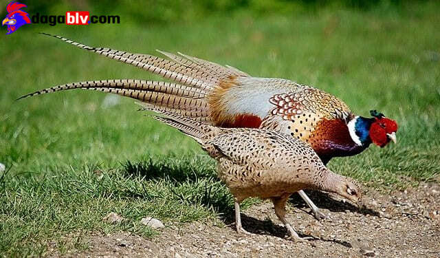 Lựa giống trĩ đỏ để nuôi và chăm sóc