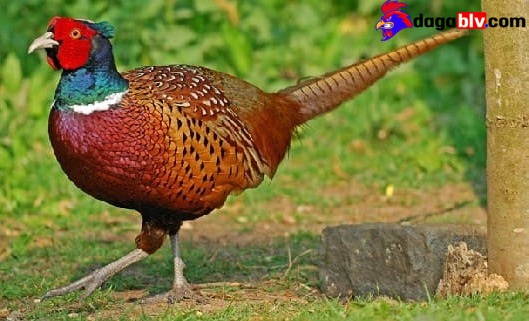 Đặc điểm của loài trĩ đỏ