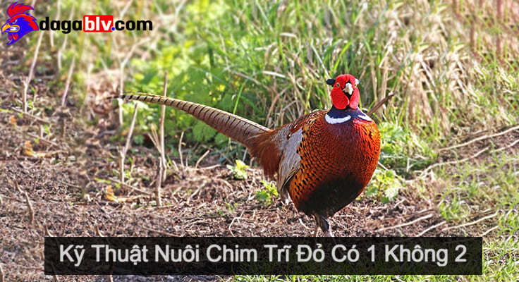 Chim Trĩ Đỏ
