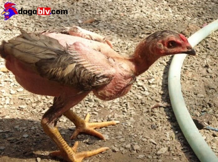 XEM NGAY GIÁ GÀ CHỌI CON ĐỂ KHÔNG BỊ "MUA HỚ" 5 XEM NGAY GIÁ GÀ CHỌI CON ĐỂ KHÔNG BỊ "MUA HỚ" Ở đâu bán giá gà chọi con giá tốt?