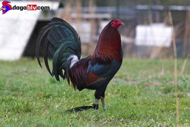 TOP 10 DÒNG GÀ ĐÁ MỸ VANG DANH THẾ GIỚI 9 TOP 10 DÒNG GÀ ĐÁ MỸ VANG DANH THẾ GIỚI Gà đá mỹ mang tên Leiper