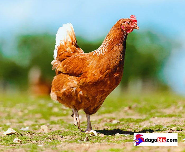 Nuôi gà hyline siêu trứng nuôi gà hyline siêu trứng