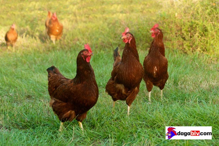 Giống gà đẻ trứng Rhode đỏ giống gà đẻ trứng