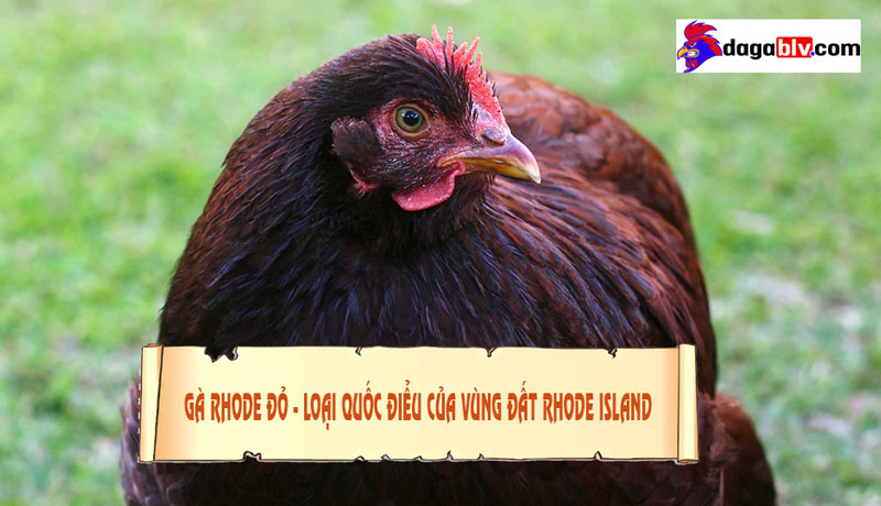 gà rhode đỏ gà rhode đỏ