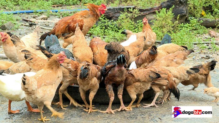 hình ảnh gà rốt ri
