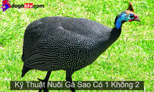 Gà Sao - Tiết Lộ Kỹ Thuật Nuôi Gà Sao Có 1 Không 2 Dành Cho Bà Con 1 Gà Sao - Tiết Lộ Kỹ Thuật Nuôi Gà Sao Có 1 Không 2 Dành Cho Bà Con Tiết lộ dòng gà sao có 1 không 2