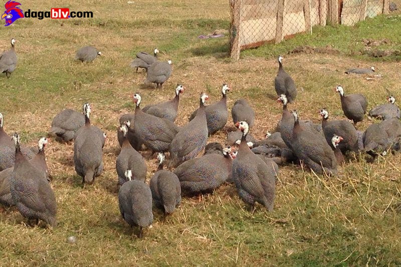 Gà Sao - Tiết Lộ Kỹ Thuật Nuôi Gà Sao Có 1 Không 2 Dành Cho Bà Con 8 Gà Sao - Tiết Lộ Kỹ Thuật Nuôi Gà Sao Có 1 Không 2 Dành Cho Bà Con Trại giống gia cầm tại TPHCM
