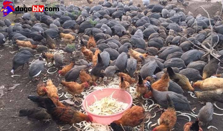 Gà Sao - Tiết Lộ Kỹ Thuật Nuôi Gà Sao Có 1 Không 2 Dành Cho Bà Con 5 Gà Sao - Tiết Lộ Kỹ Thuật Nuôi Gà Sao Có 1 Không 2 Dành Cho Bà Con Kỹ thuật nuôi gà trĩ sao chuẩn nhất